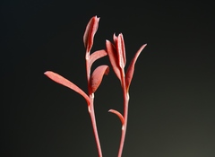 Exobasidium karstenii