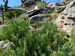 Paranomus bracteolaris