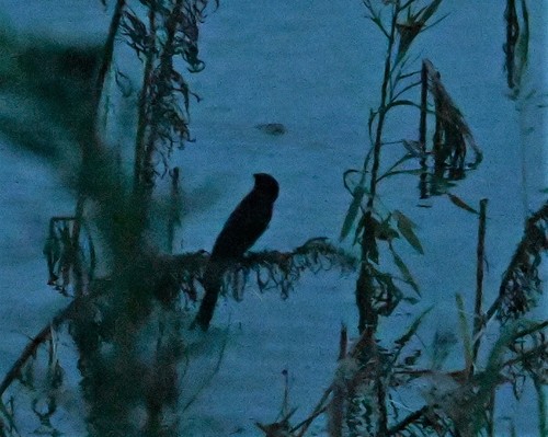Black Drongo