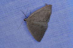 Tapinogyna perichroa