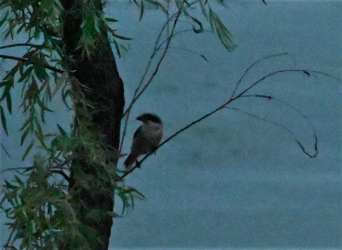 Long-tailed Shrike