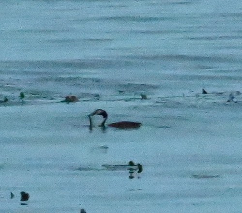 Great Crested Grebe