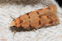 Symmoca tofosella