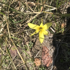 Moraea collina