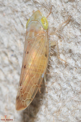 Synophropsis lauri