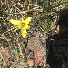 Moraea collina