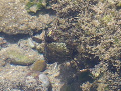 Pachygrapsus