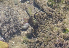 Pachygrapsus