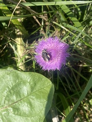 Melissodes desponsus