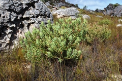 Leucadendron glaberrimum erubescens