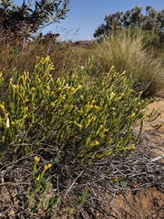 Gnidia geminiflora