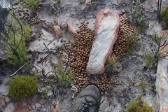 Pronolagus saundersiae