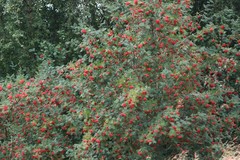 Sorbus aucuparia