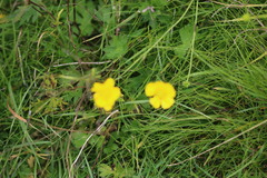Ranunculus acris