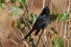 Dicrurus adsimilis fugax