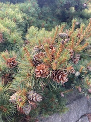 Pinaceae