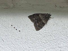 Catocala nupta