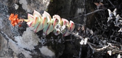 Crassula rupestris rupestris