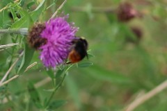 Bombus lapidarius