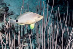 Hypoplectrus unicolor