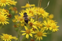 Eristalis tenax