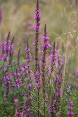 Lythrum salicaria