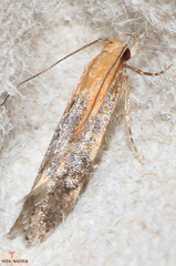 Stomopteryx basalis