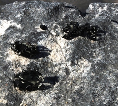 Xanthoparmelia hottentotta