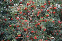 Sorbus aucuparia