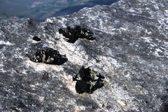 Xanthoparmelia hottentotta