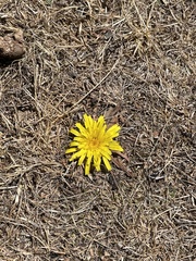 Hypochaeris sessiliflora