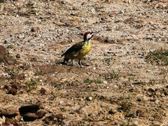 Campethera bennettii capricorni
