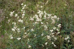 Filipendula ulmaria