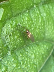 Lonchoptera bifurcata