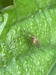 Lonchoptera bifurcata