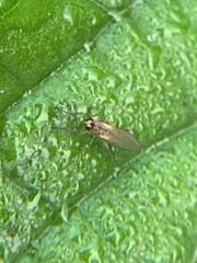 Lonchoptera bifurcata