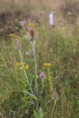 Dipsacus fullonum
