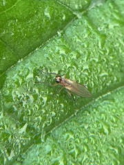 Lonchoptera bifurcata