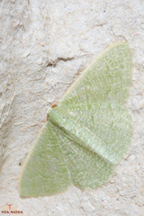 Phaiogramma