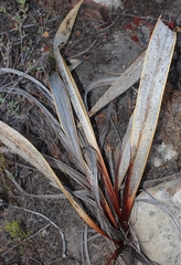 Watsonia vanderspuyae