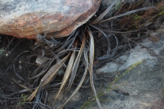 Watsonia vanderspuyae