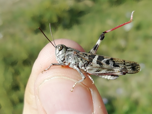 Handsome Cross Grasshopper