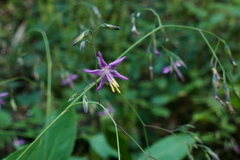 Prenanthes purpurea