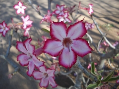 Adenium multiflorum