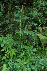 Prenanthes purpurea