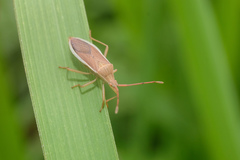 Homoeocerus laevilineus