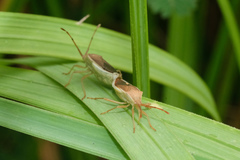 Homoeocerus laevilineus