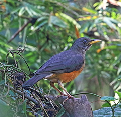Turdus olivaceus pondoensis