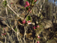 Bridgesia incisifolia