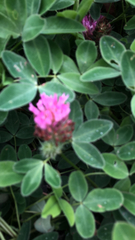 Trifolium medium